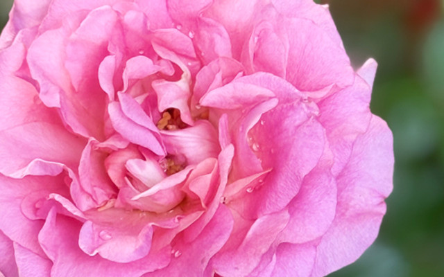 Greenhouse - Bắc Lân 2