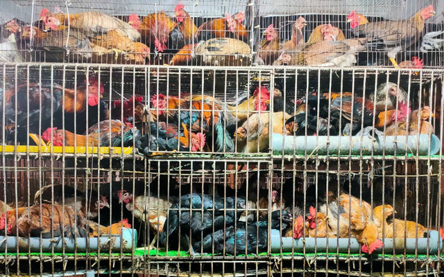 Tam Liên Food - Gà Tươi - Thạnh Lộc 18