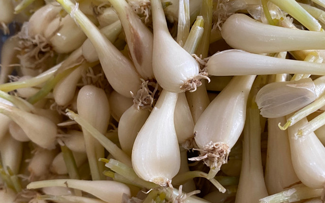 Bách Hoá Ngọc Thủy - Mắm Cá Khô - Trần Thái Tông