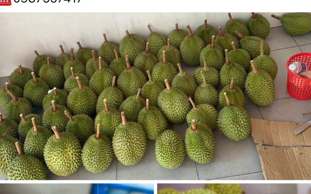 Hiền Sầu Riêng Long Thành - Sầu Riêng Loại 1 - Khu Phước Hải