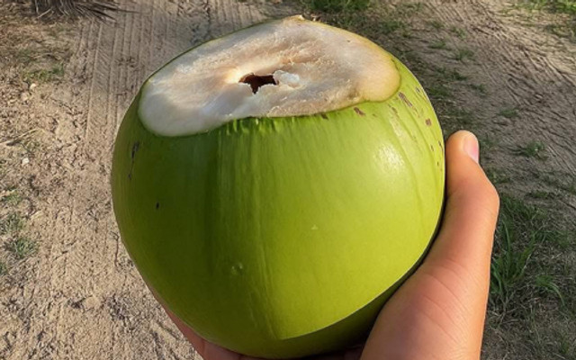 DỪA XIÊM NHA TRANG - Nguyễn Khuyến