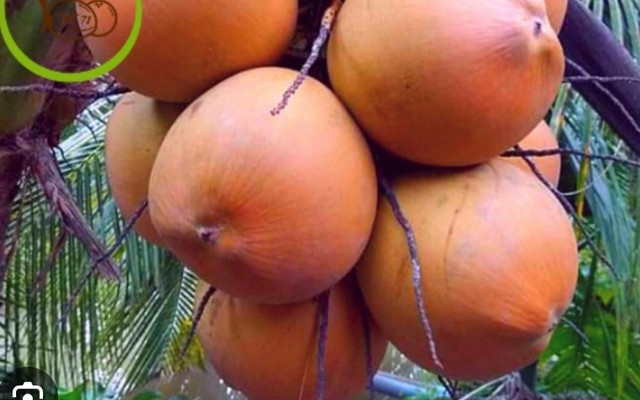 Nước Dừa - 387 Nguyễn Trãi