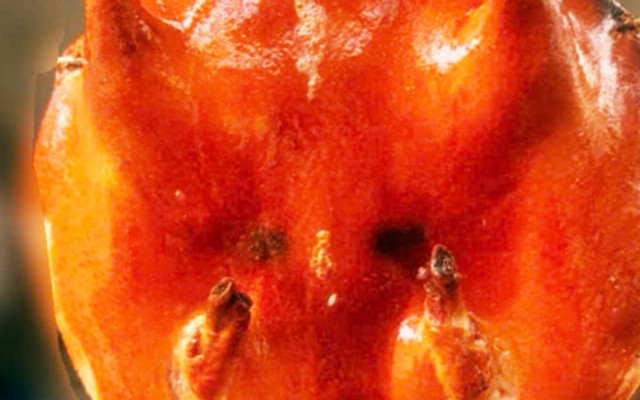 Bo Food - Gà Quay, Sườn Quay & Cơm Lam Bánh Bao Quận 10 - Nguyễn Chí Thanh