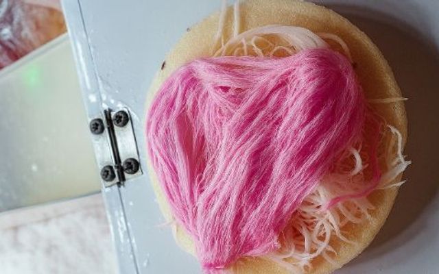 Kẹo Chỉ - Lý Thường Kiệt