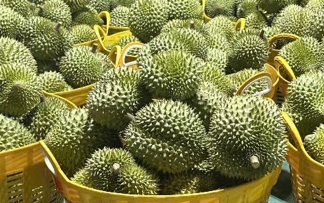 Sầu Riêng Chị Ba