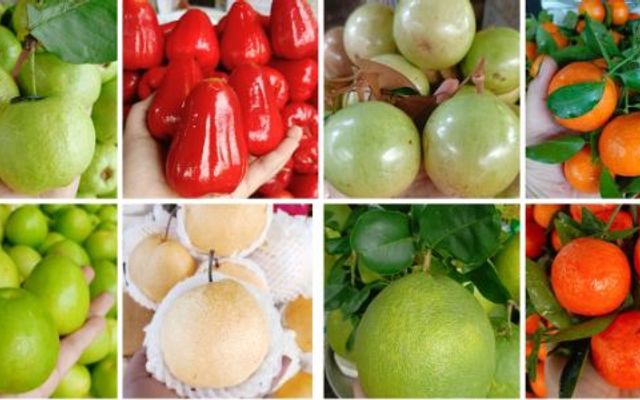TP Fruit - Trái Cây Gọt Sẵn - Hoàng Ngọc Phách