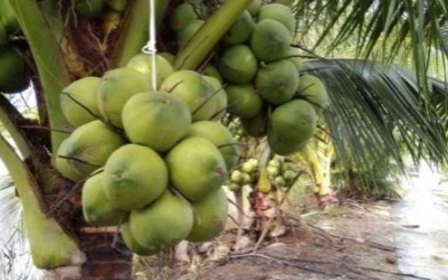 Vựa Dừa Miền Tây - 81 Đường Số 15